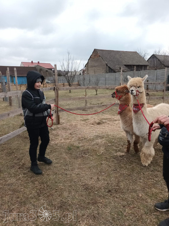Dilusiowe Alpaki najlepszym sposobem na ponure dni