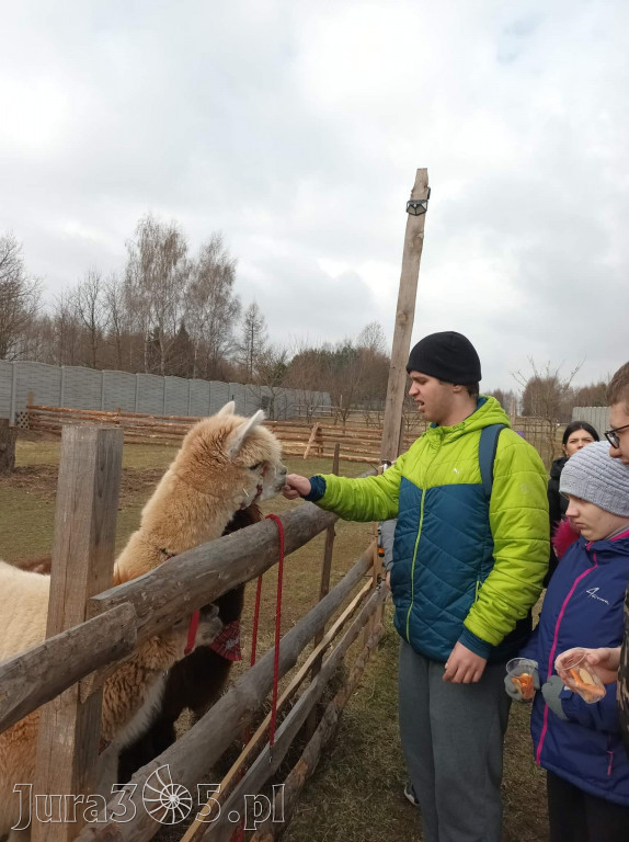 Dilusiowe Alpaki najlepszym sposobem na ponure dni