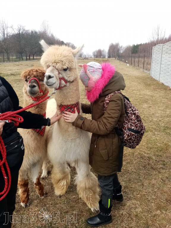 Dilusiowe Alpaki najlepszym sposobem na ponure dni