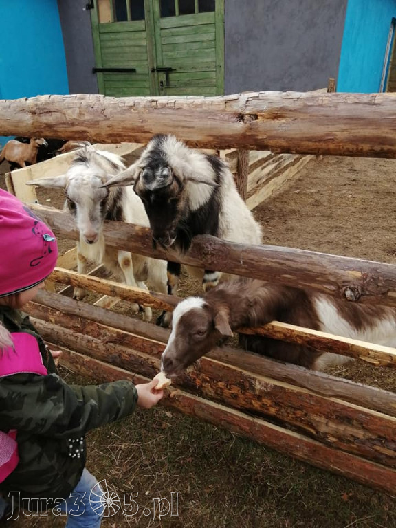 Dilusiowe Alpaki najlepszym sposobem na ponure dni