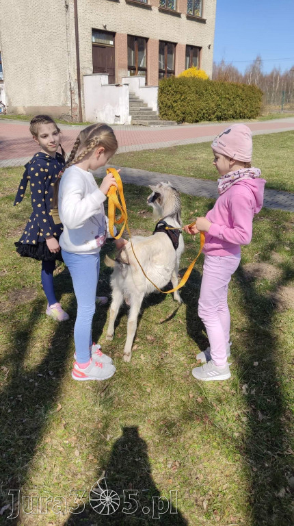 Dilusiowe Alpaki najlepszym sposobem na ponure dni