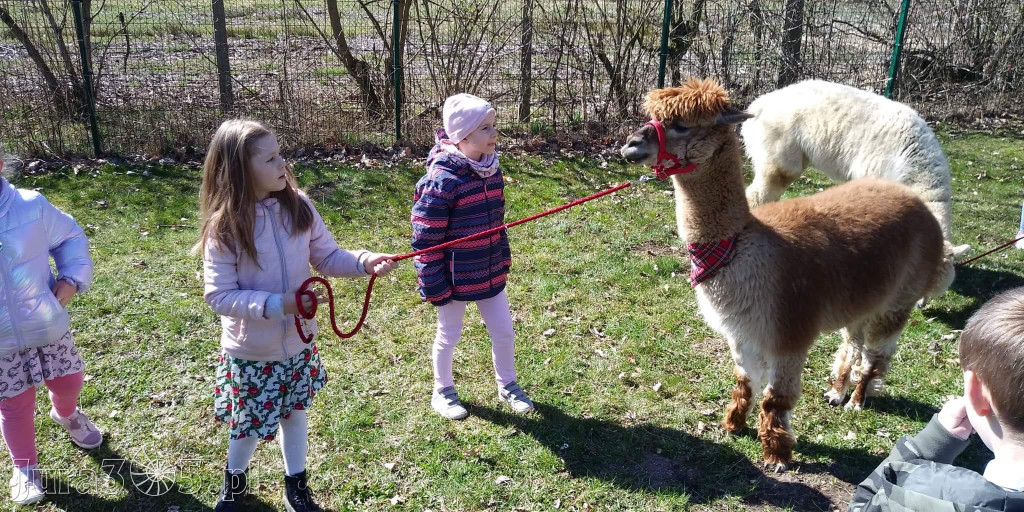 Dilusiowe Alpaki najlepszym sposobem na ponure dni