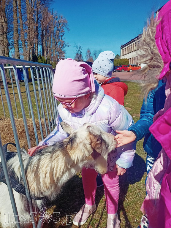 Dilusiowe Alpaki najlepszym sposobem na ponure dni