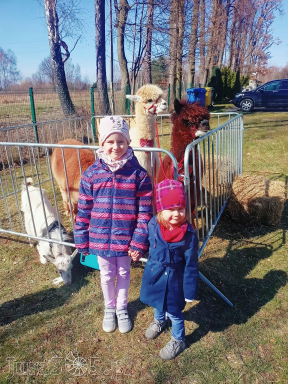 Dilusiowe Alpaki najlepszym sposobem na ponure dni