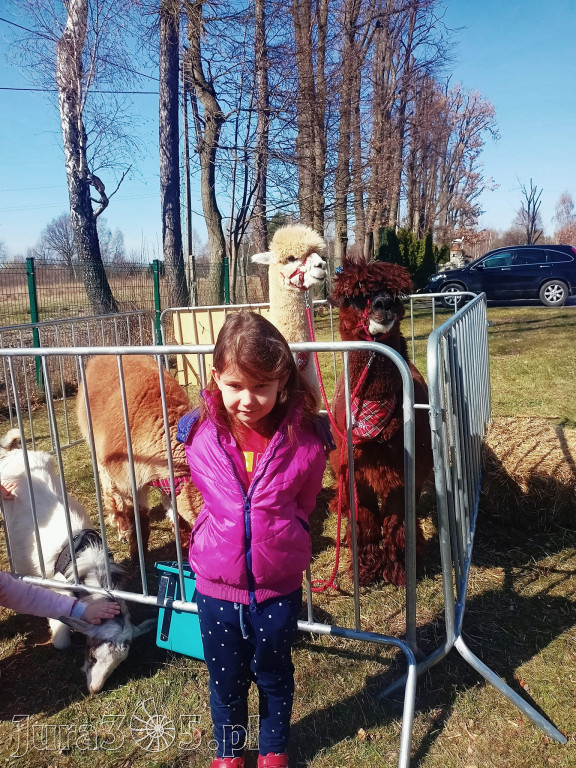 Dilusiowe Alpaki najlepszym sposobem na ponure dni