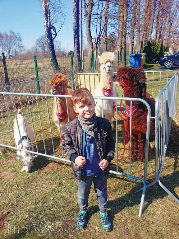 Dilusiowe Alpaki najlepszym sposobem na ponure dni