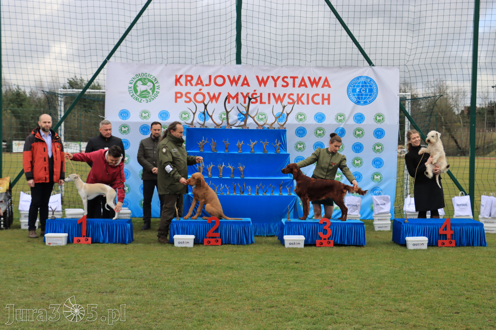 Krajowa Wystawa Psów Myśliwskich - Gniazdów g. Koziegłowy cz. 1