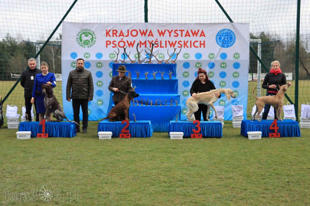 Krajowa Wystawa Psów Myśliwskich - Gniazdów g. Koziegłowy cz. 1