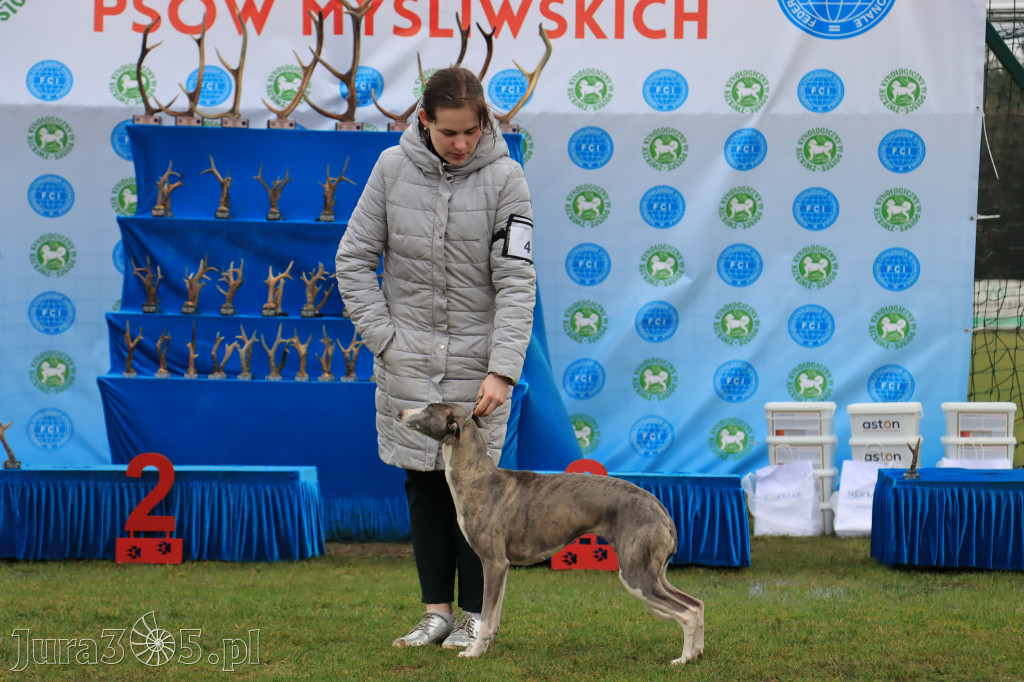 Krajowa Wystawa Psów Myśliwskich - Gniazdów g. Koziegłowy cz. 2