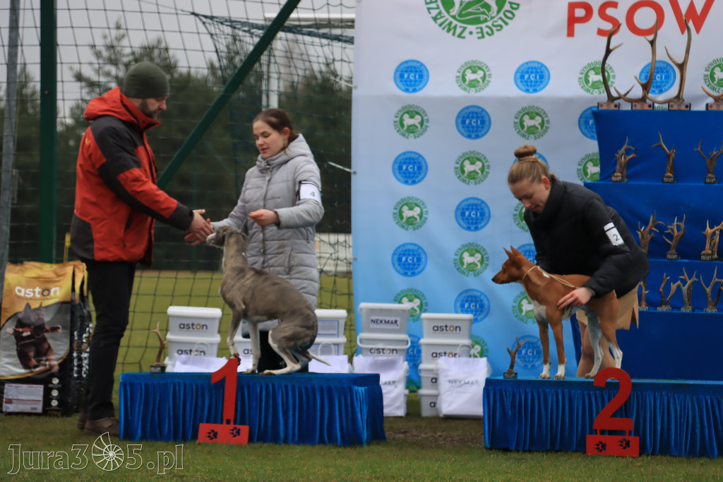 Krajowa Wystawa Psów Myśliwskich - Gniazdów g. Koziegłowy cz. 2