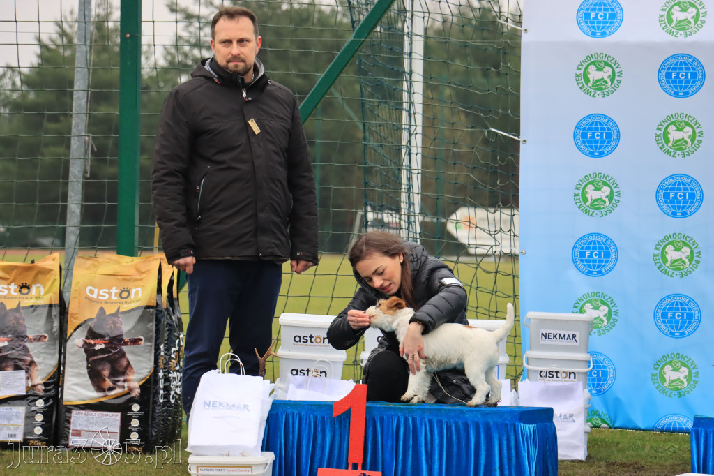 Krajowa Wystawa Psów Myśliwskich - Gniazdów g. Koziegłowy cz. 2
