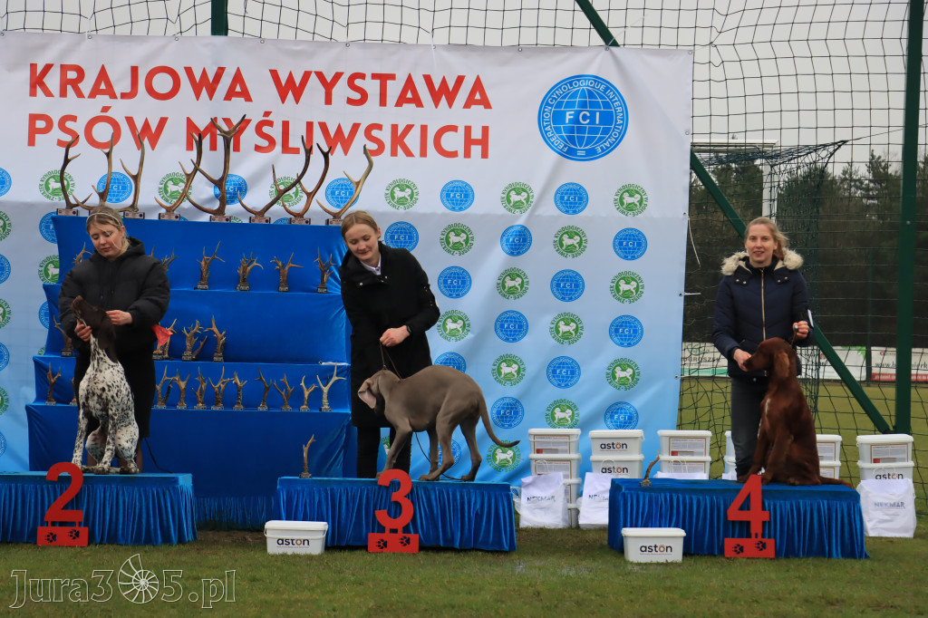 Krajowa Wystawa Psów Myśliwskich - Gniazdów g. Koziegłowy cz. 2