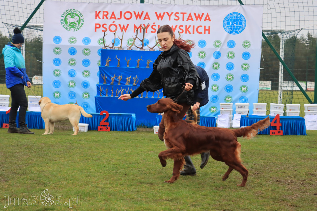 Krajowa Wystawa Psów Myśliwskich - Gniazdów g. Koziegłowy cz. 2