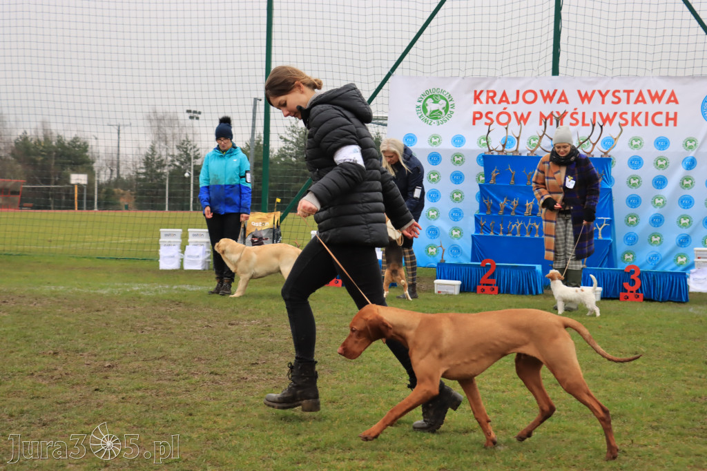 Krajowa Wystawa Psów Myśliwskich - Gniazdów g. Koziegłowy cz. 2