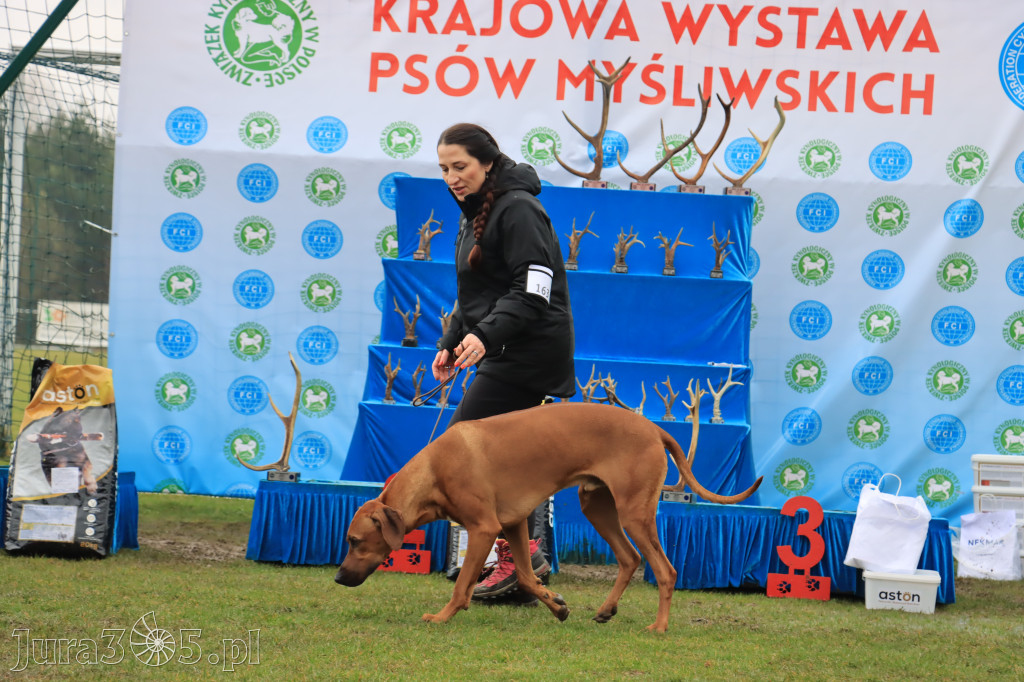 Krajowa Wystawa Psów Myśliwskich - Gniazdów g. Koziegłowy cz. 2