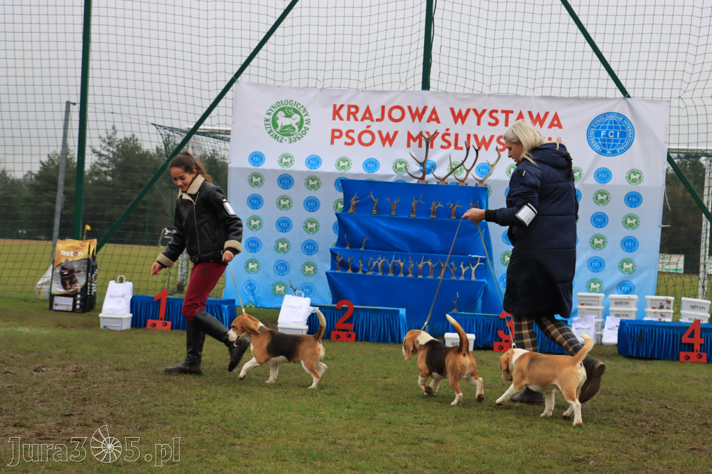 Krajowa Wystawa Psów Myśliwskich - Gniazdów g. Koziegłowy cz. 2