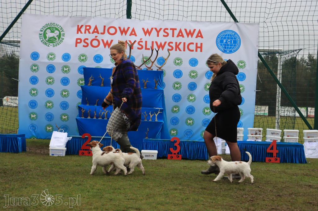 Krajowa Wystawa Psów Myśliwskich - Gniazdów g. Koziegłowy cz. 2