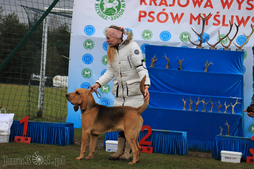 Krajowa Wystawa Psów Myśliwskich - Gniazdów g. Koziegłowy cz. 2