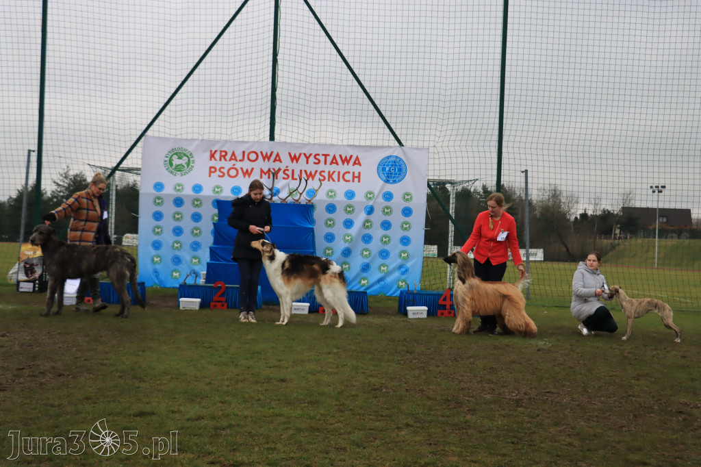 Krajowa Wystawa Psów Myśliwskich - Gniazdów g. Koziegłowy cz. 2