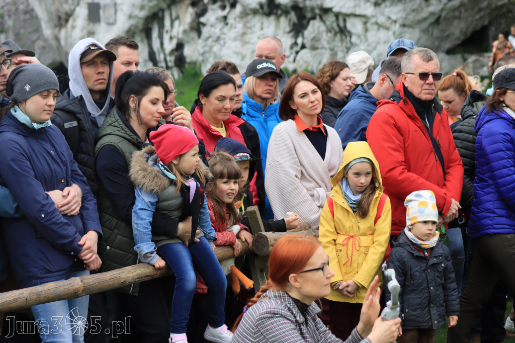 Fotorelacja z Zamku Ogrodzieniec Pokazy Sokolnicze