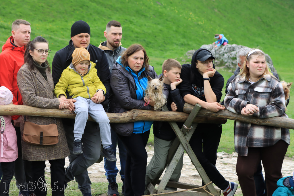 Fotorelacja z Zamku Ogrodzieniec Pokazy Sokolnicze