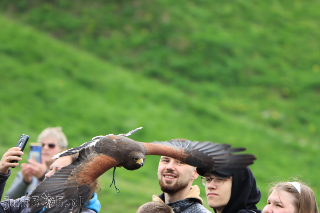 Fotorelacja z Zamku Ogrodzieniec Pokazy Sokolnicze