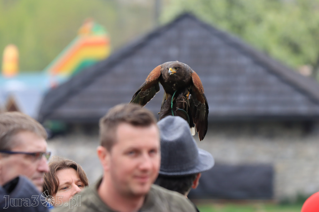 Fotorelacja z Zamku Ogrodzieniec Pokazy Sokolnicze