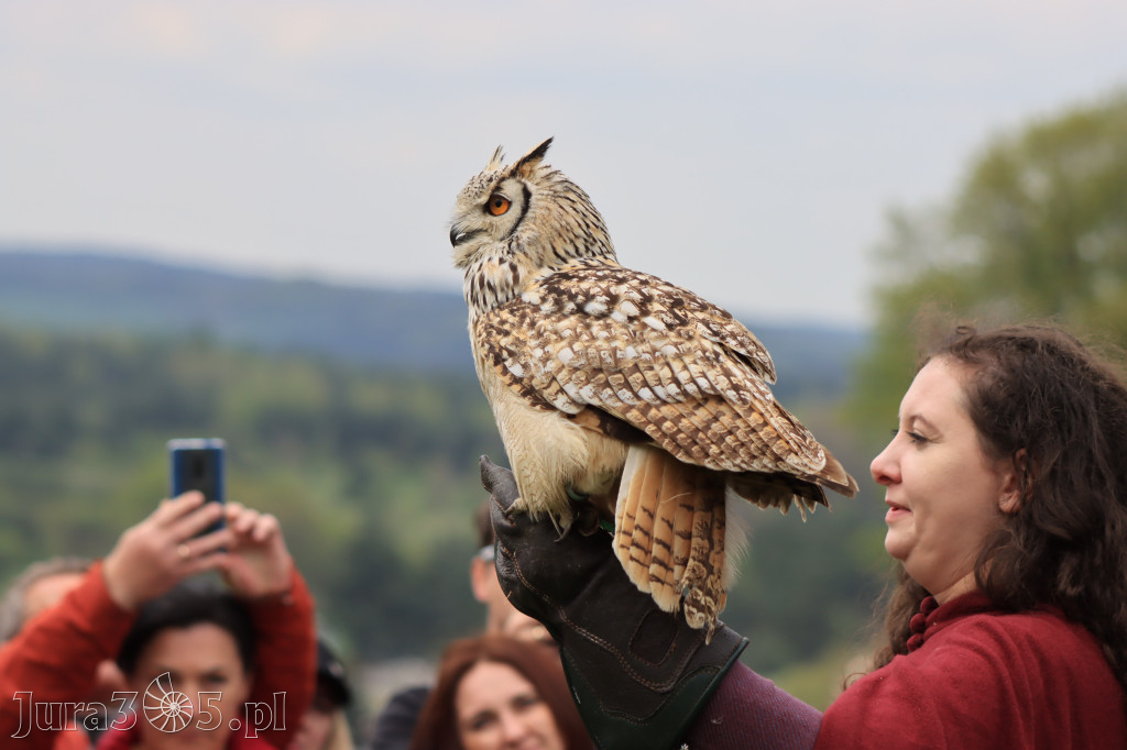 Fotorelacja z Zamku Ogrodzieniec Pokazy Sokolnicze
