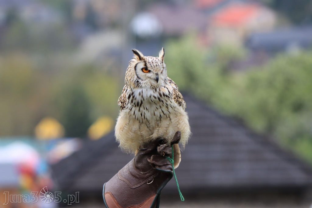 Fotorelacja z Zamku Ogrodzieniec Pokazy Sokolnicze