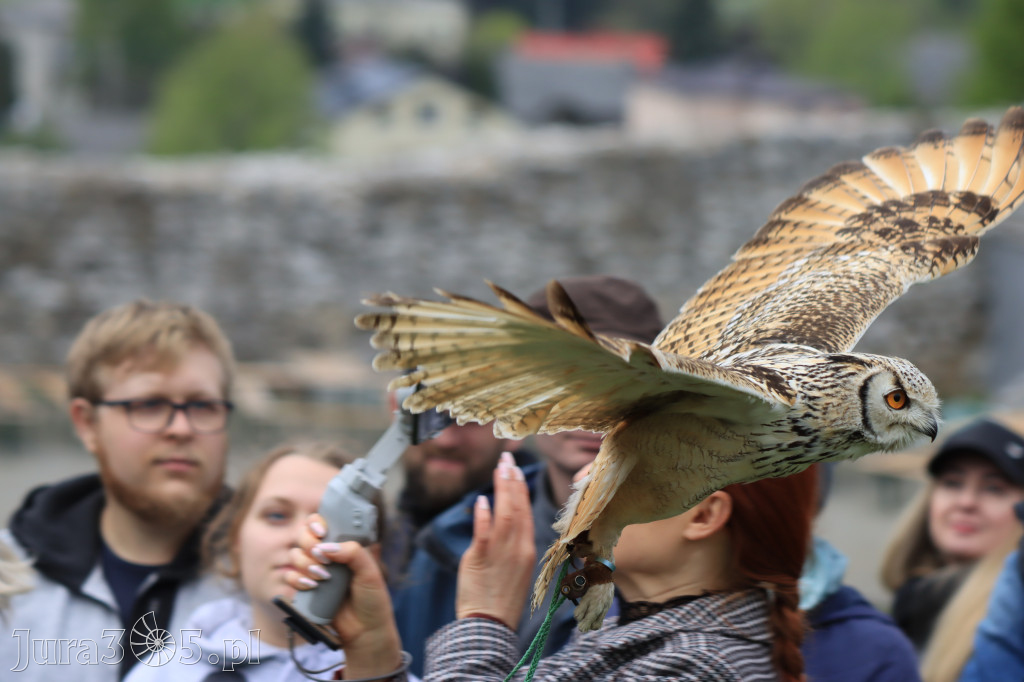 Fotorelacja z Zamku Ogrodzieniec Pokazy Sokolnicze