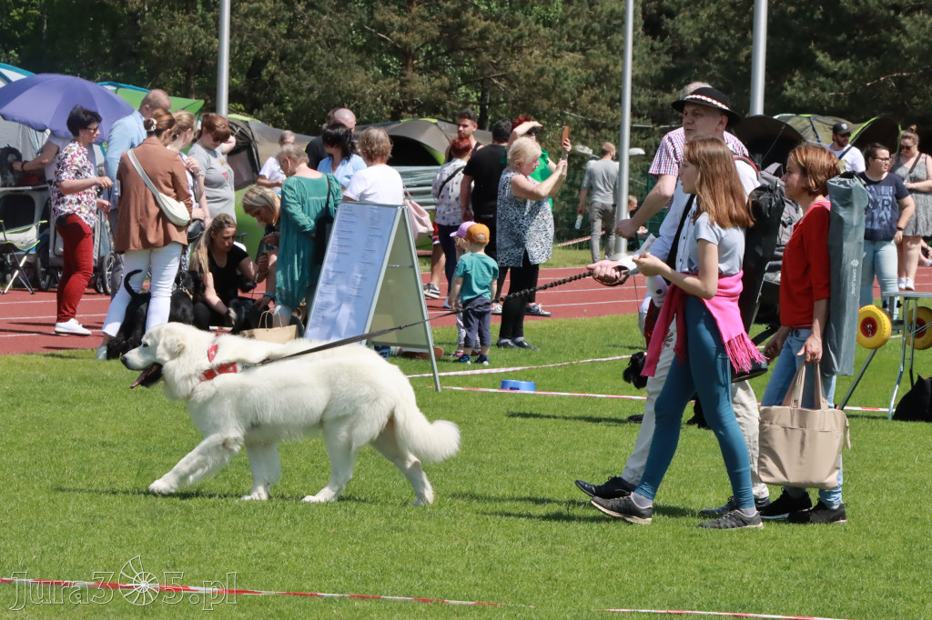 Fotorelacja - Wystawa Psów Rasowych GNIAZDÓW 2023r.