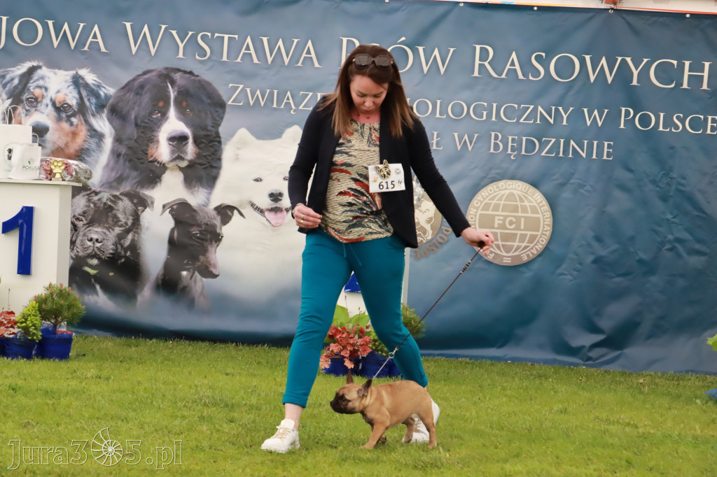 Wystawa Psów Rasowych w GNIAZDOWIE Konkurencje Finałowe