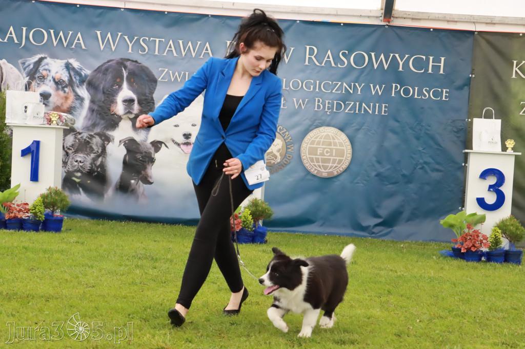 Wystawa Psów Rasowych w GNIAZDOWIE Konkurencje Finałowe