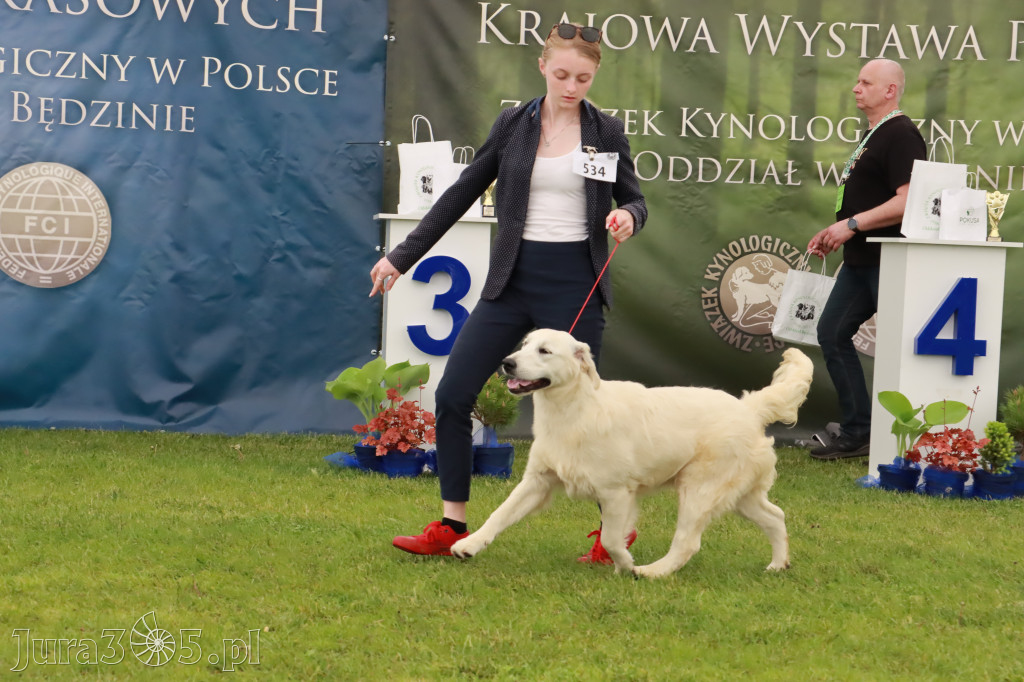 Wystawa Psów Rasowych w GNIAZDOWIE Konkurencje Finałowe
