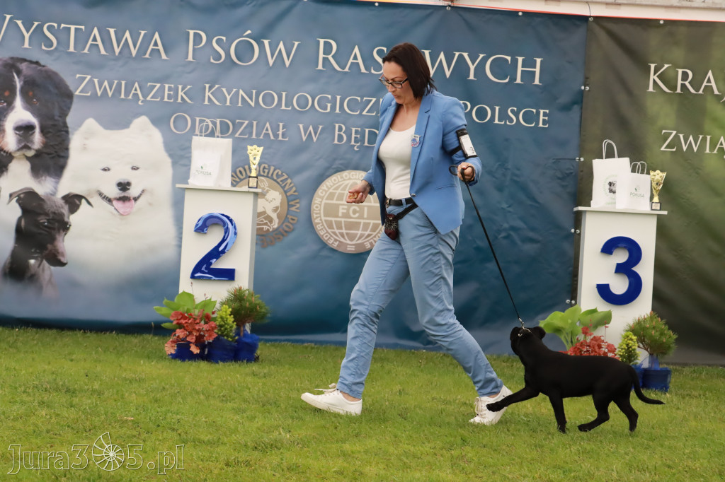 Wystawa Psów Rasowych w GNIAZDOWIE Konkurencje Finałowe