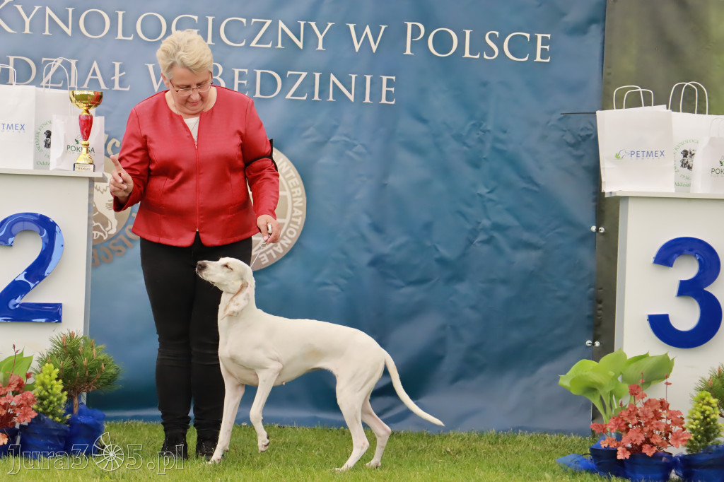 Wystawa Psów Rasowych w GNIAZDOWIE Konkurencje Finałowe