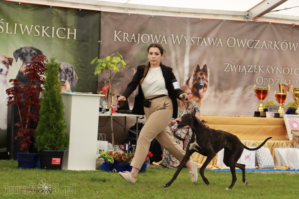 Wystawa Psów Rasowych w GNIAZDOWIE Konkurencje Finałowe