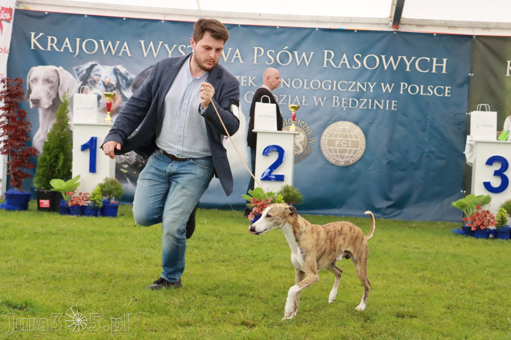 Wystawa Psów Rasowych w GNIAZDOWIE Konkurencje Finałowe