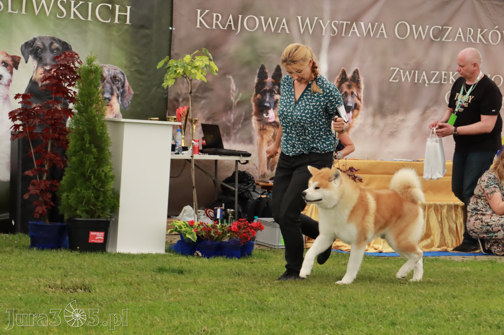 Wystawa Psów Rasowych w GNIAZDOWIE Konkurencje Finałowe