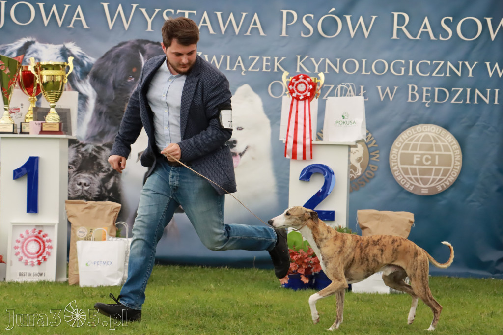 Wystawa Psów Rasowych w GNIAZDOWIE Konkurencje Finałowe