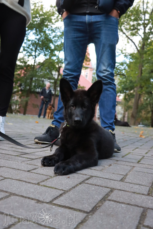Fotorelacja: Parada Psów w Zawierciu.