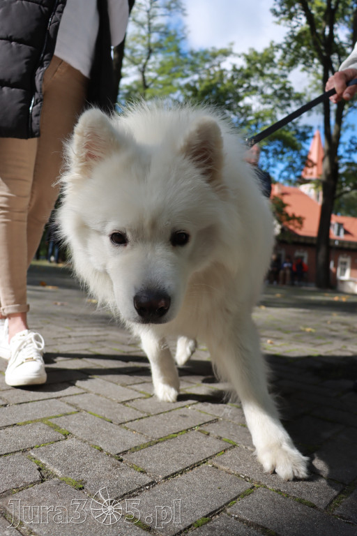 Fotorelacja: Parada Psów w Zawierciu.