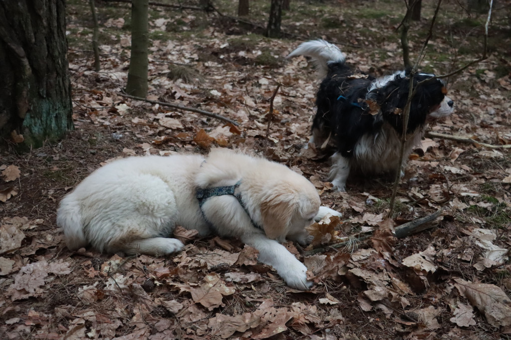 Fotorelacja: Pies najlepszym towarzyszem człowieka!