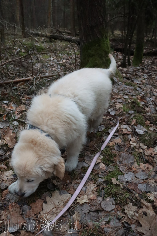 Fotorelacja: Pies najlepszym towarzyszem człowieka!