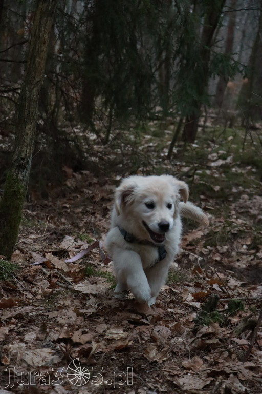 Fotorelacja: Pies najlepszym towarzyszem człowieka!