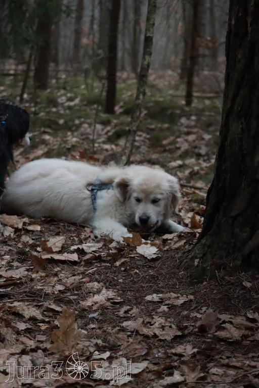 Fotorelacja: Pies najlepszym towarzyszem człowieka!
