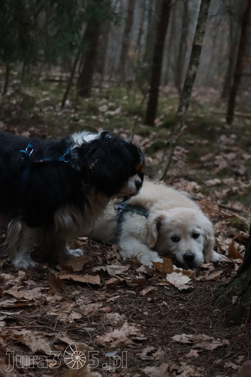 Fotorelacja: Pies najlepszym towarzyszem człowieka!