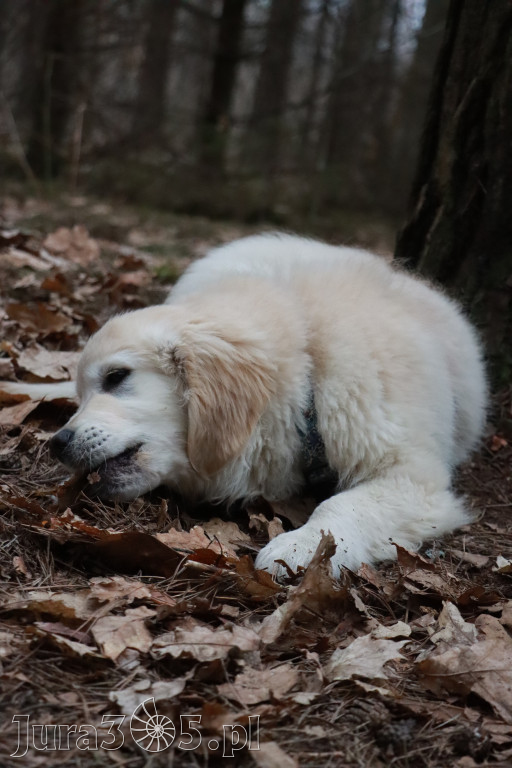 Fotorelacja: Pies najlepszym towarzyszem człowieka!