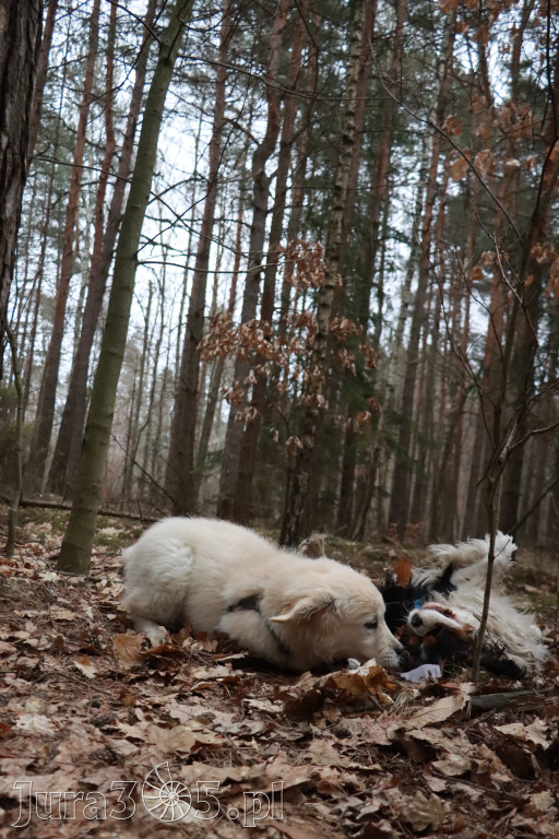 Fotorelacja: Pies najlepszym towarzyszem człowieka!