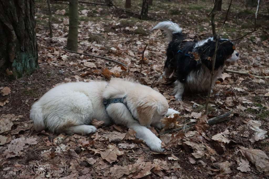 Fotorelacja: Pies najlepszym towarzyszem człowieka!